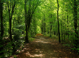 forest-2735623_Karsten Paulick
