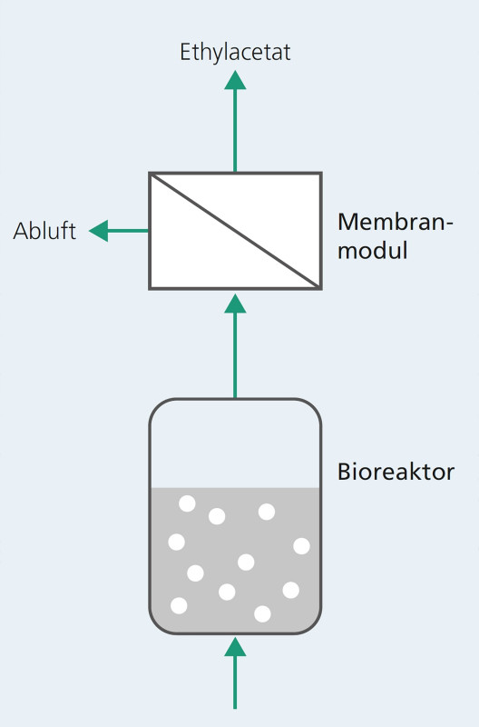 Nach der Fermentation der Melasse im Bioreaktor wird das entstandene Gas-Dampf- Gemisch durch ein Membranmodul geleitet und das wertvolle Ethylacetat abgetrennt. - © Fraunhofer IKTS