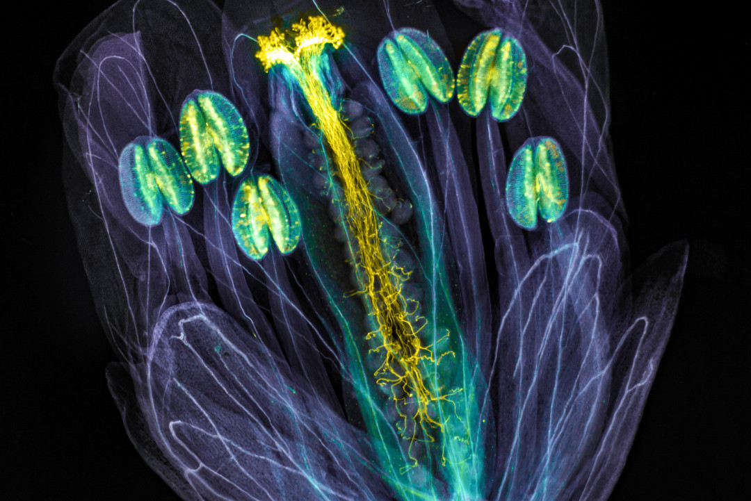 ioty2021_global-winner_edited