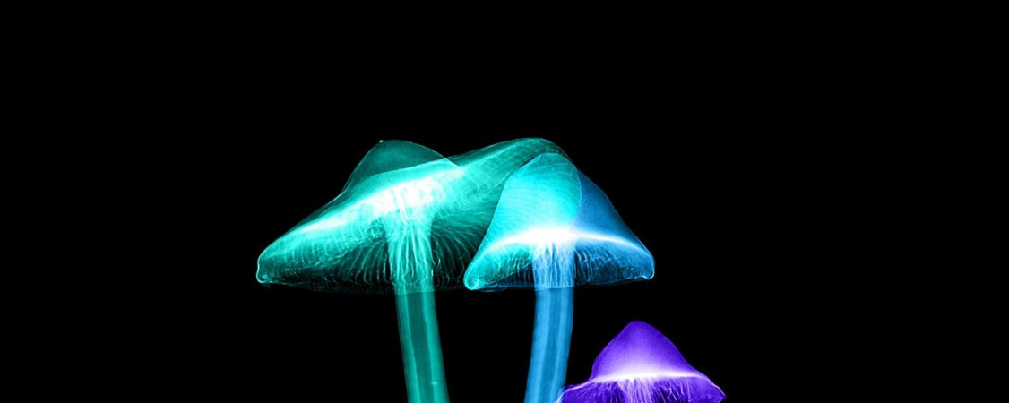 xray-4125809_1280_cadop